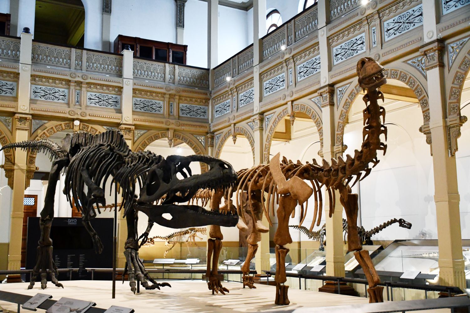 Dinosaurios del sur del mundo extiende su exhibición en el MNHN