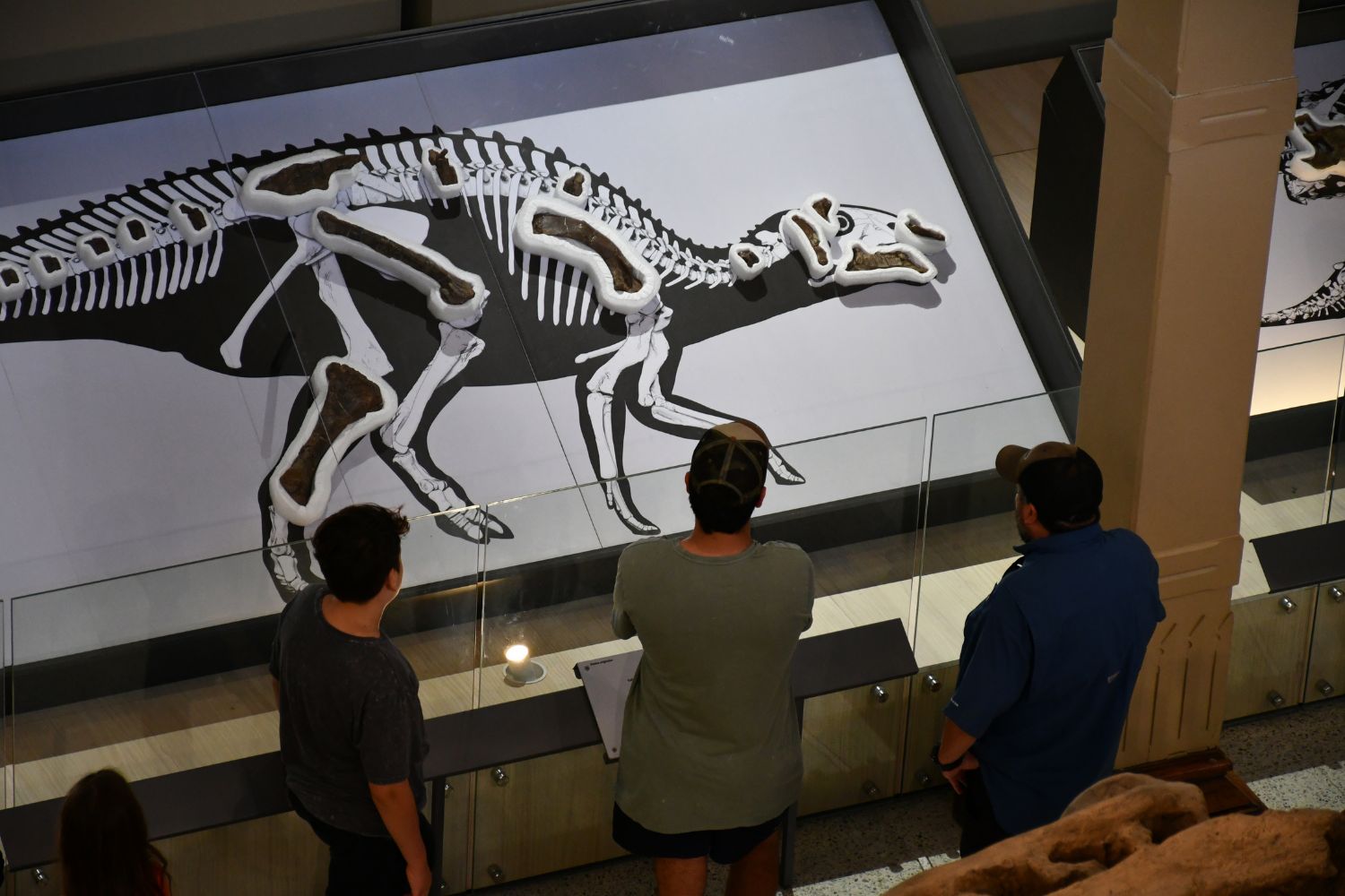 Fósiles dinosaurios